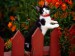 normal_Garden koťátko.jpg